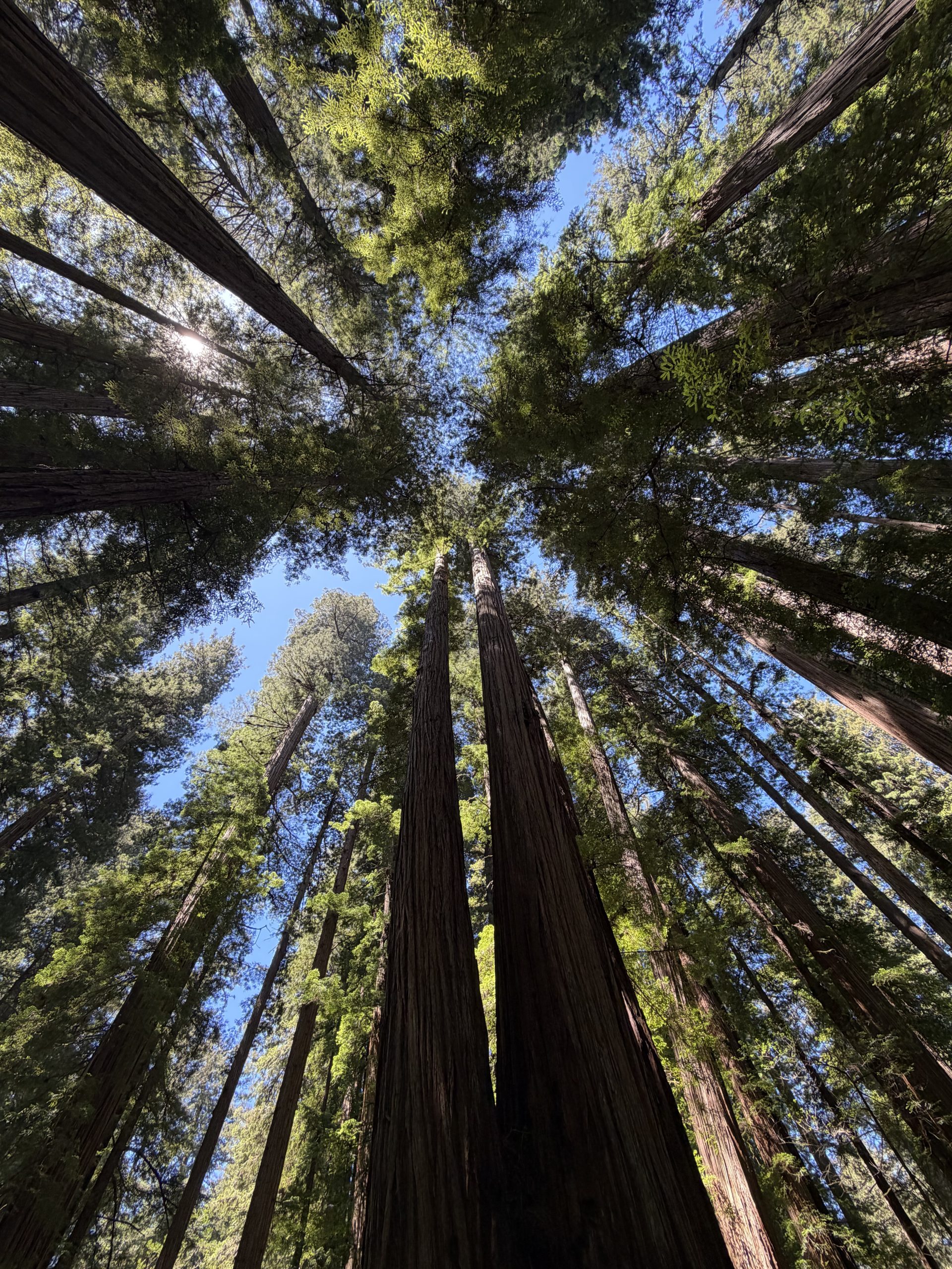 The Great Redwoods