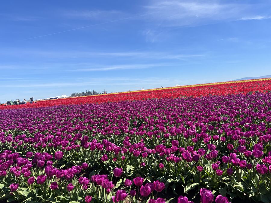 Oregon tulip fields